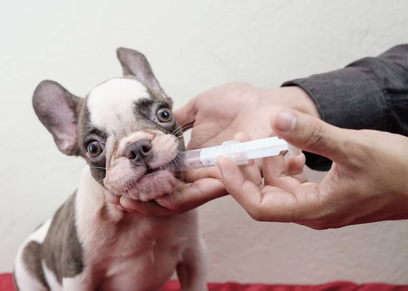Asthma in dogs