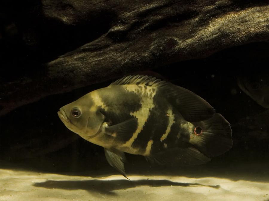 Astronotus