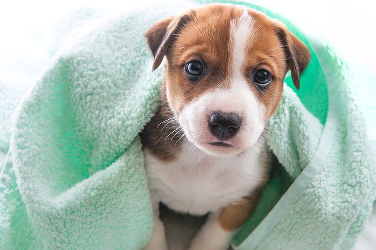 At what age and how often should a puppy be bathed?