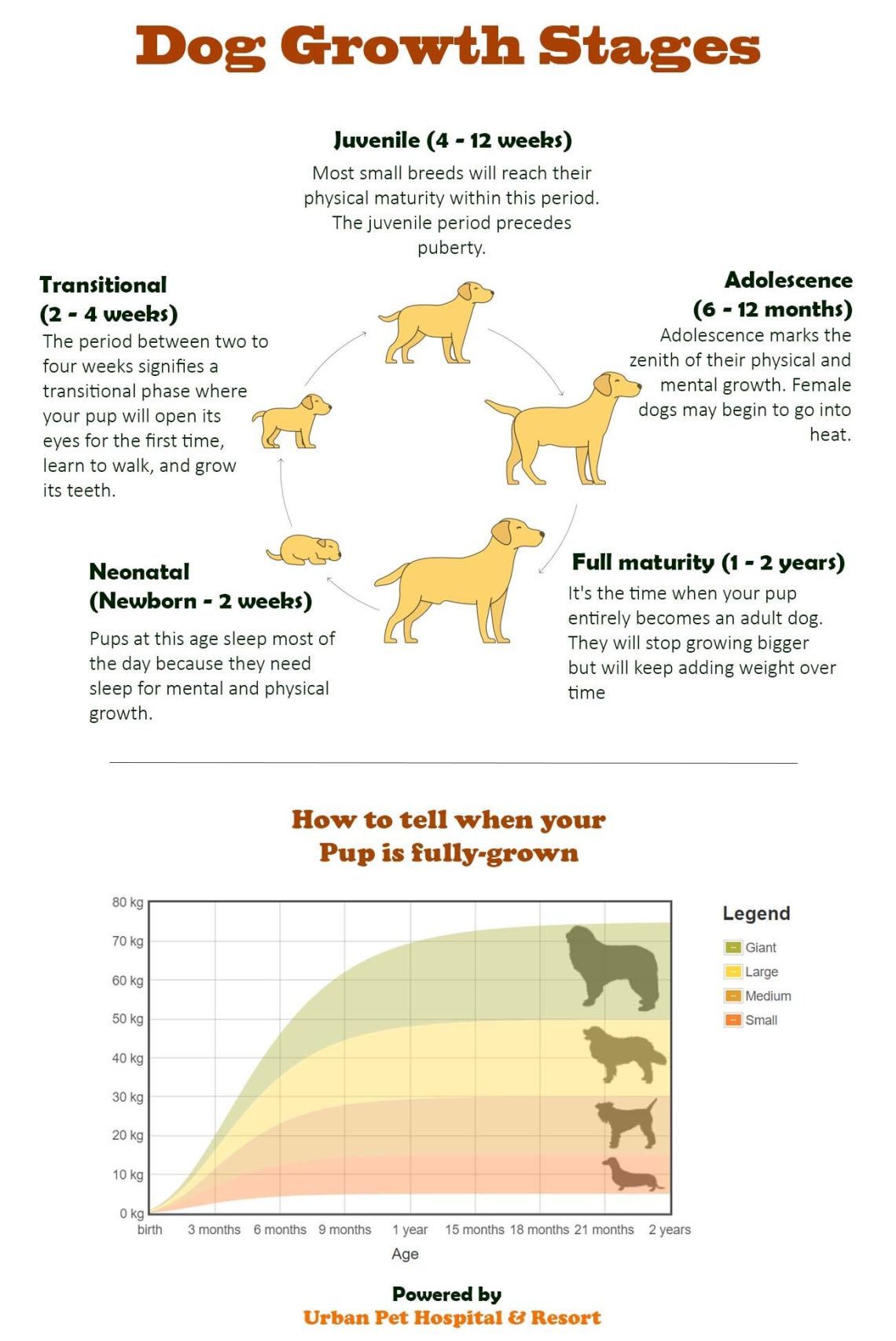 U kojoj dobi psi prestaju da rastu?