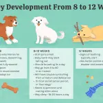 At what age is it better to take a puppy?