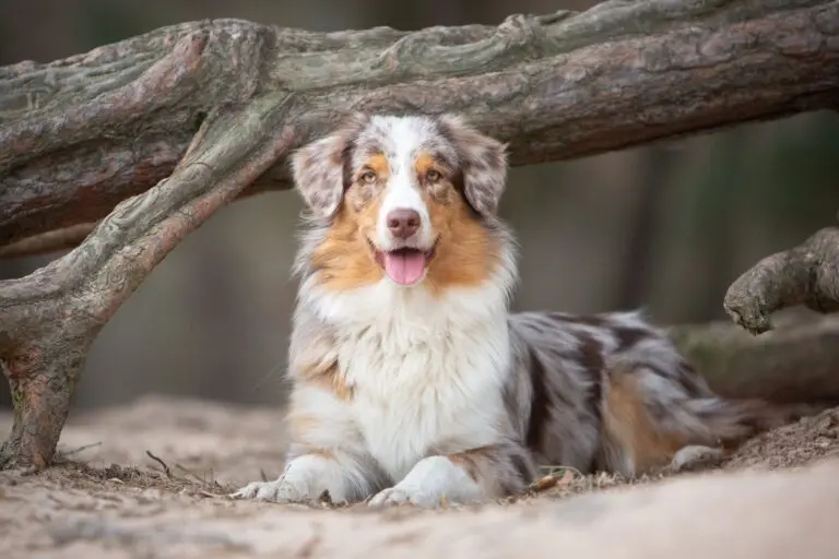 Aussie (Australian Shepard)