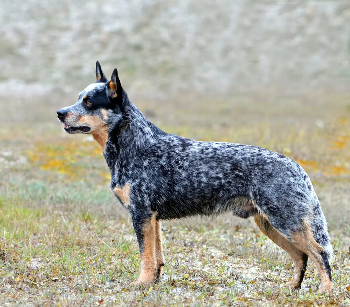 Australian Cattle Dog