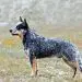 Australian Short Tail Cattle Dog