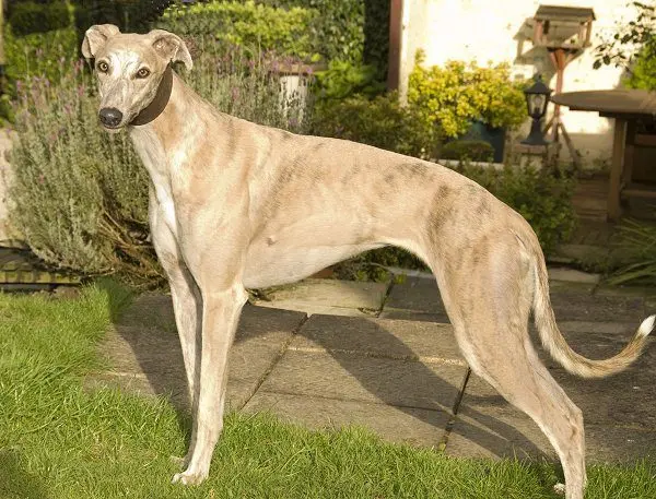 Australian greyhound