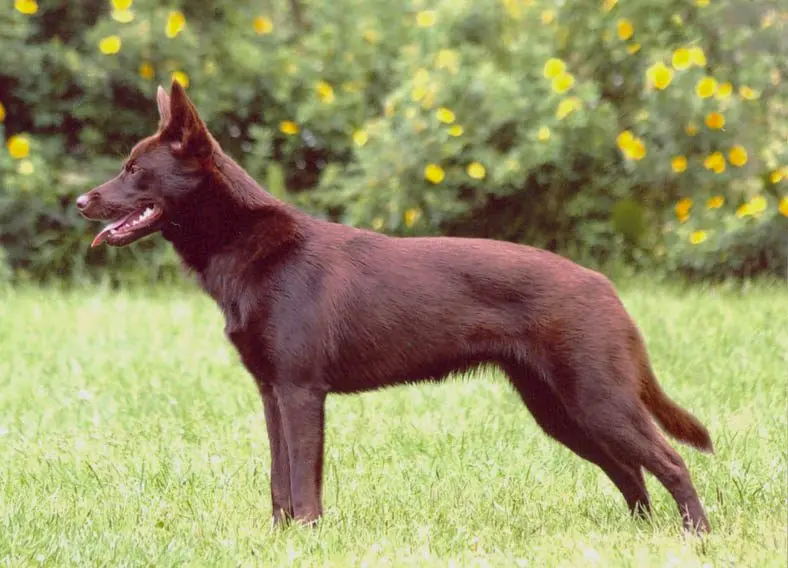 Australian kelpie