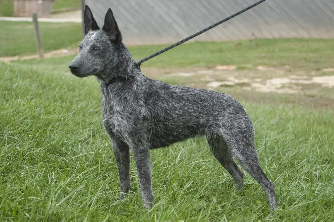 Australian Short Tail Cattle Dog