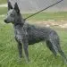 Australian Cattle Dog