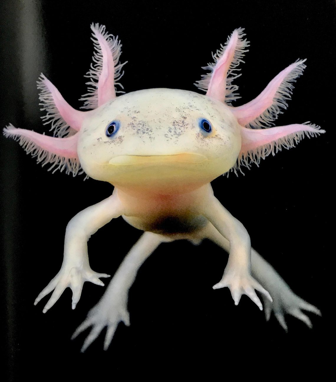 Axolotl.