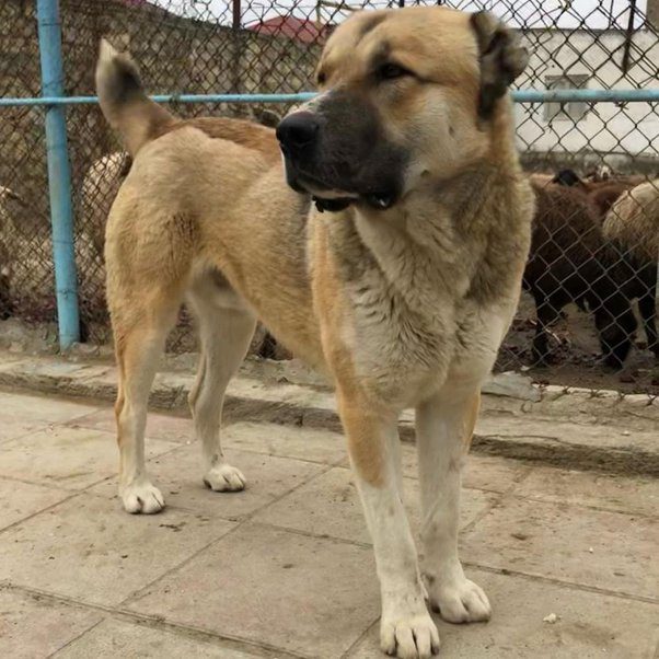 Azerbaijan wolfhound (gurdbasar)