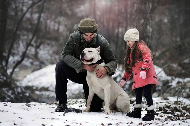 according to owners, the Dogo Argentino is very affectionate, despite its impressive appearance