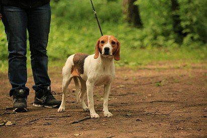 Estonian hound on a leash
