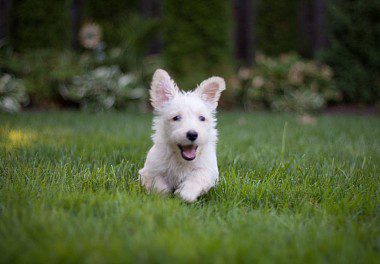 Happy Scottish Terrier Puppy