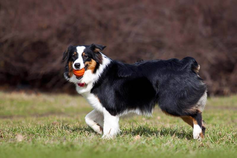 Australian Shepherd with a ball in his mouth