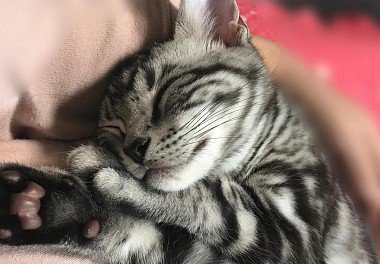 American Shorthair Kitten sleeping 