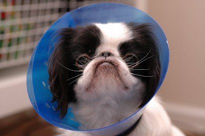 Japanese chin in protective collar