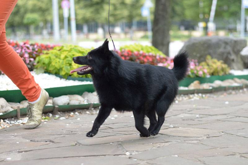 Schipperke on a walk with the owner