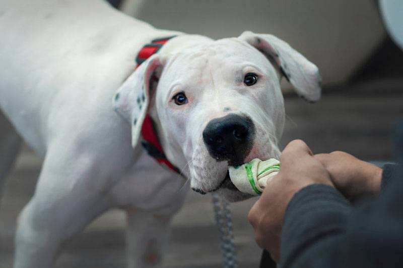 dogo argentino pulling the rope from the hands of the owner