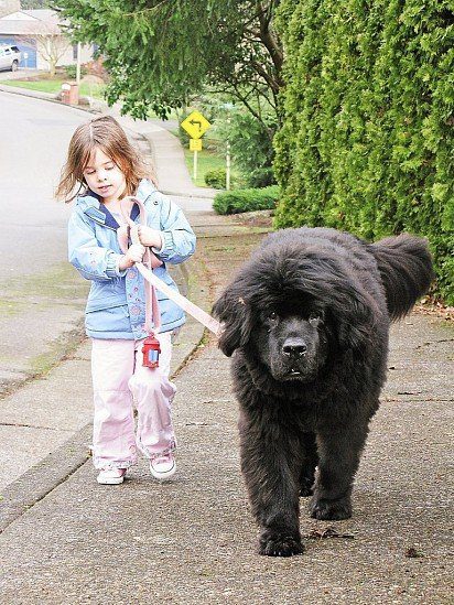 Newfoundland Dog with a girl