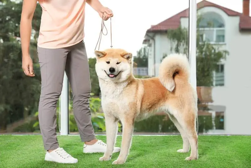 mistress trains akita inu