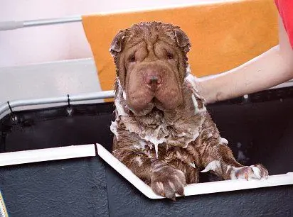 Shar Pei washing