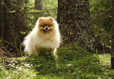 Pomeranian in the forest