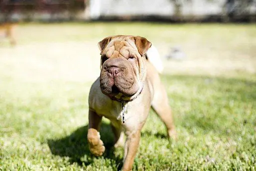 Shar Pei