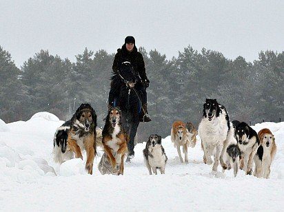 Walk with greyhounds in the snowy forest