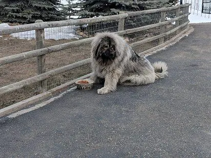 Питание кавказской овчарки