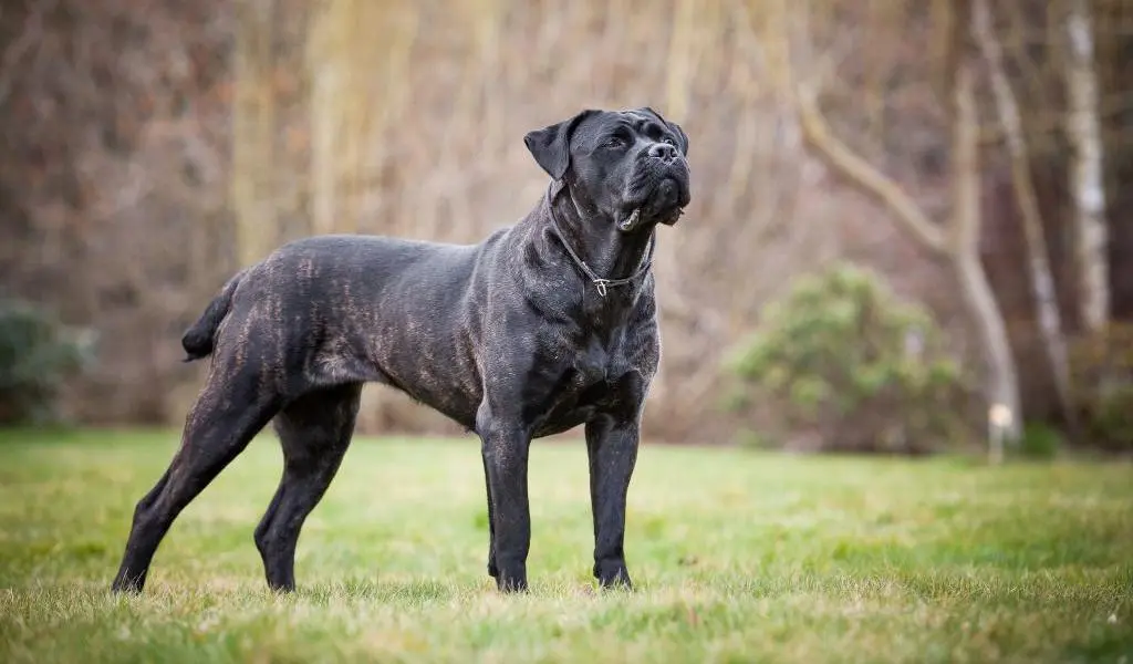 Cane Corso