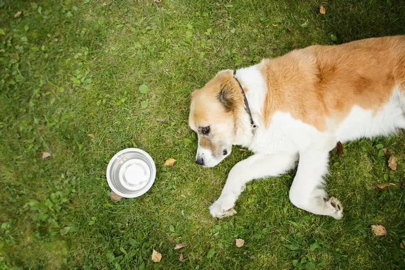 alabai lies near the bowl