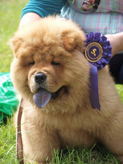 Chow-chow at the puppy show