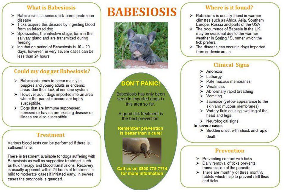 Babesiosis in dogs: prevention