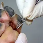 Babesiosis in dogs: symptoms