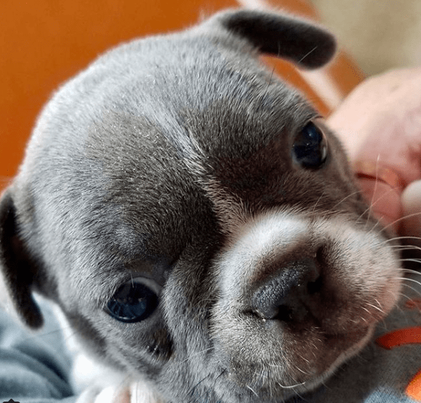 Baby puppy learns to bark, but so far all she can do is “purr”
