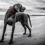“Bad behavior” euthanasia is the leading cause of death in young dogs