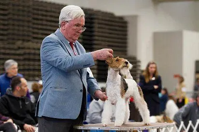 Wirehaired fox terrier at a dog show