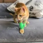 Bandage for a cat