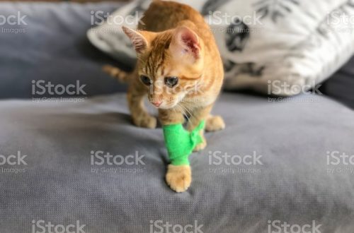 Bandage for a cat