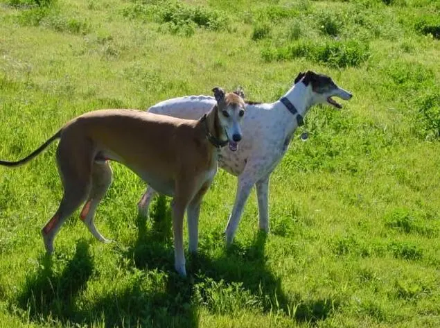 Banjar Greyhound