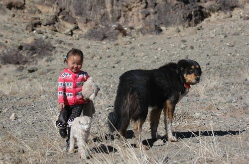 Bankhar (Mongolian Shepherd Dog)