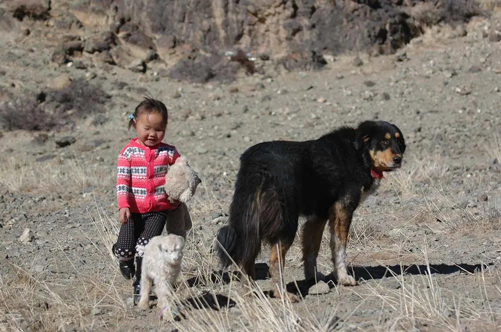 Bankhar (Mongolian Shepherd Dog)