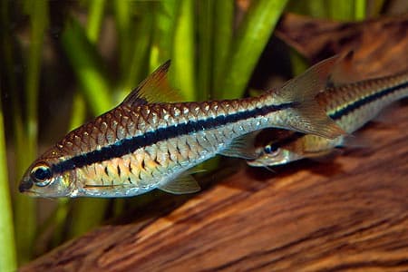 Barbus long-striped