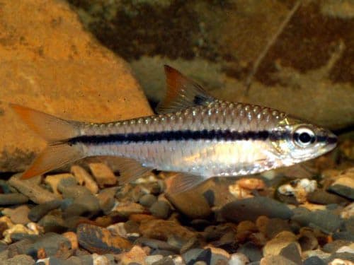 Barbus long-striped