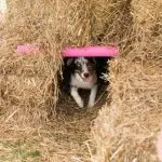 Barn hunt: what is it?