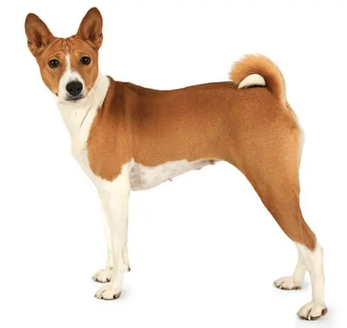 Basenji