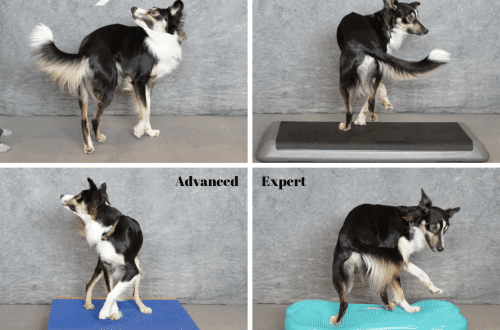 Basic Fitness Basics for Show Dogs