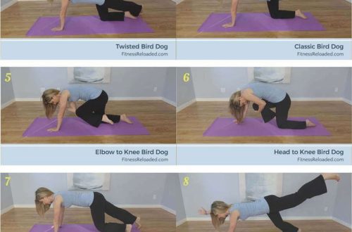 Basic Fitness for Show Dogs: Exercises