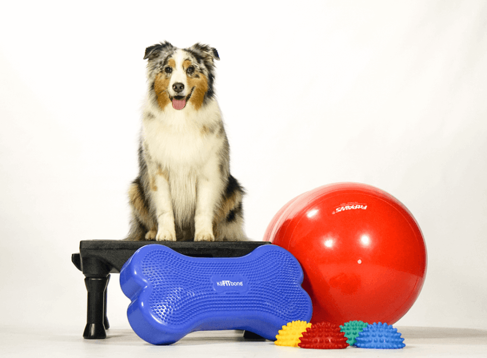 Basic fitness for show dogs: how to do it right?
