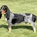 Blue Gascon Hound